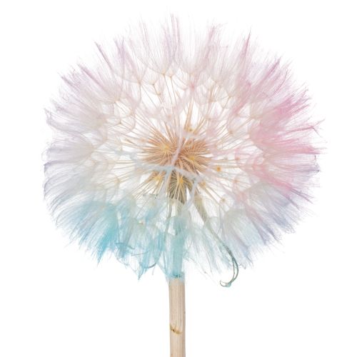 Floristik24 Pusteblume Trockenblume elegant langlebig pflegeleicht 50cm 4St