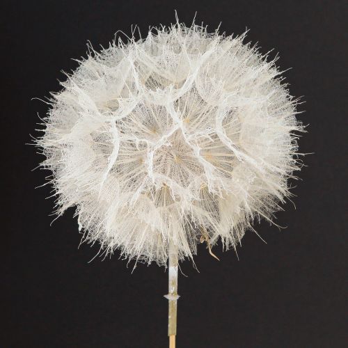Floristik24 Deko-Pusteblume in Weiß – Filigrane Trockenblumen für stilvolle Arrangements Ø11cm 6 St