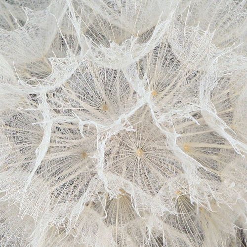 Floristik24 Deko-Pusteblume in Weiß – Filigrane Trockenblumen für stilvolle Arrangements Ø11cm 6 St