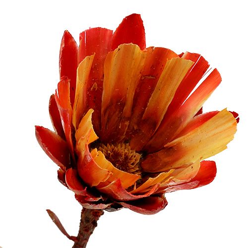 Artikel Repens Cup Rot 25 St