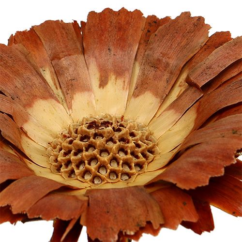 Artikel Repens Rosette Hell 8-9cm 25St