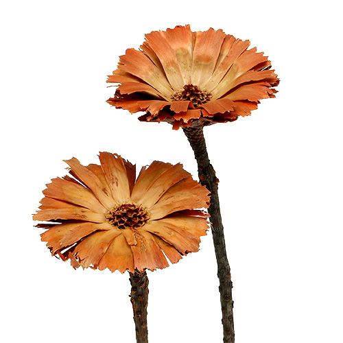 Artikel Repens Rosette Natur 6-7cm 50 St