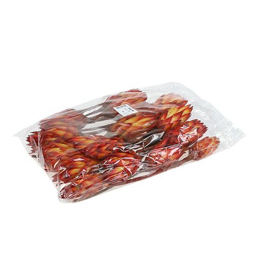 Floristik24 Repens Rot 2-Ton 25 St