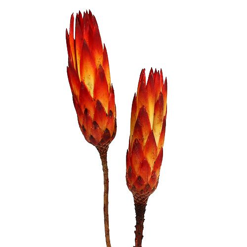 Repens Rot klein 50St