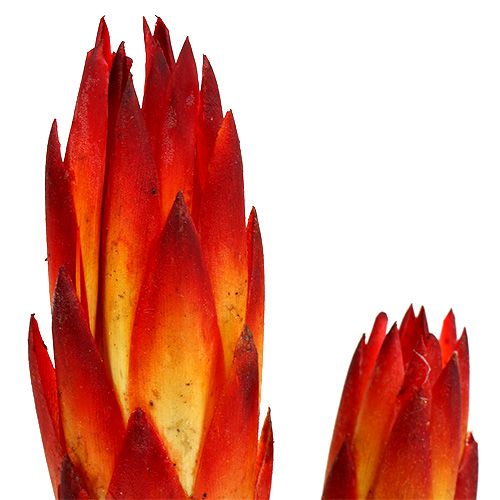 Artikel Repens Rot klein 50 St