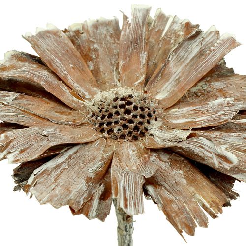 Floristik24 Protea Rosette 8-9cm weiß gewaschen 25St