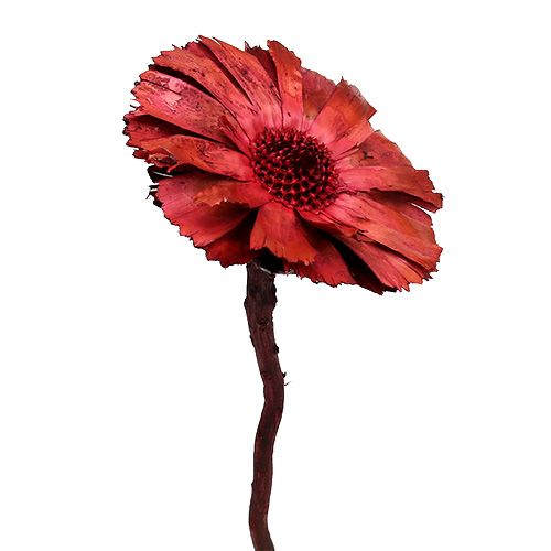 Floristik24 Repens Rosette Erika 8cm - 9cm 25 St