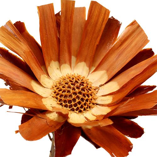 Artikel Repens Rosette Super 10 - 12cm 20 St
