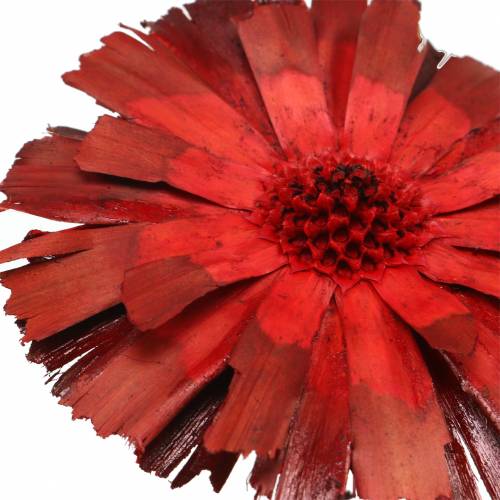 Artikel Repens Rosette Rot 8cm - 9cm 25 St