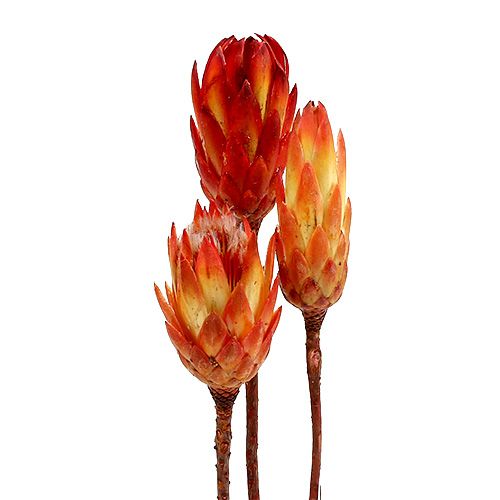 Floristik24 Repens Rot 25St