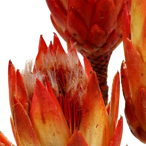Artikel Repens Rot 25St