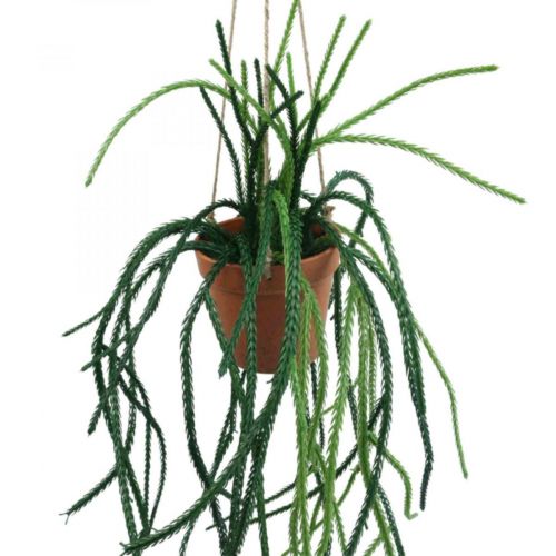 Floristik24 Rhipsalis künstlich Korallenkaktus Hängeampel H87cm