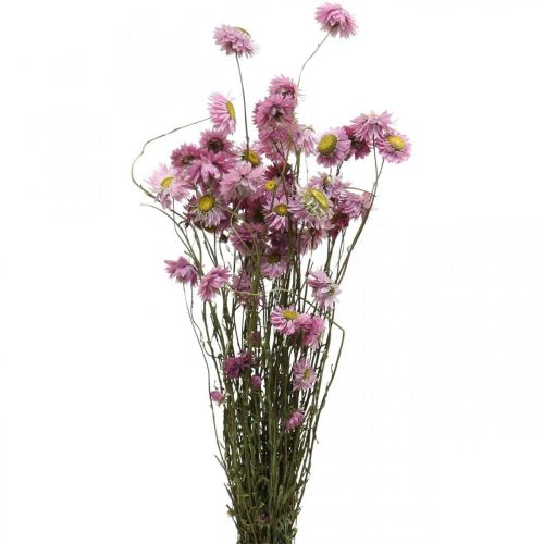 Floristik24 Strohblumen Trockenblumen Rosa Acroclinium Bund 20g