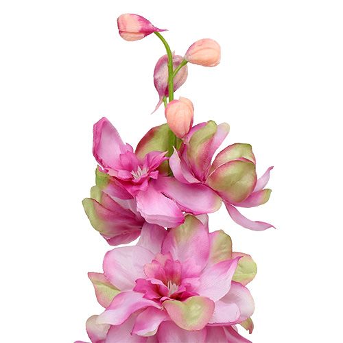 Floristik24 Rittersporn Pink 60cm