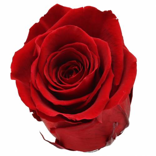 Artikel Infinity Rosen Groß Ø5,5-6cm Rot 6 St