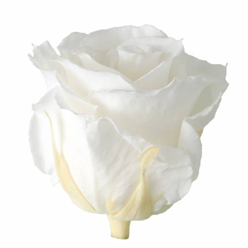 Artikel Infinity Rosen Groß Ø5,5-6cm Weiß 6 St