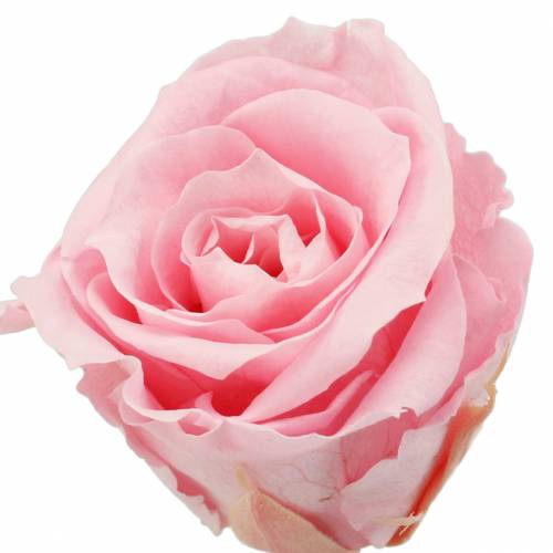 Ewige Rosen Medium Ø4-4,5cm Rosa 8 St