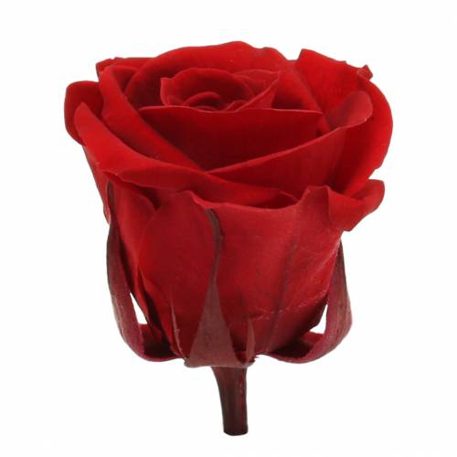 Artikel Konservierte Rosen Medium Ø4-4,5cm Rot 8 St