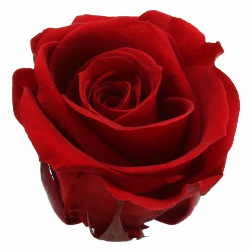 Artikel Konservierte Rosen Medium Ø4-4,5cm Rot 8 St