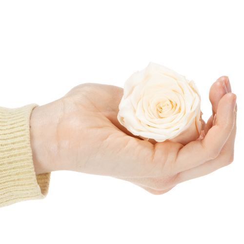 Artikel Rosenköpfe konservierte Blüten für edle floristische Arrangements 5cm 6St