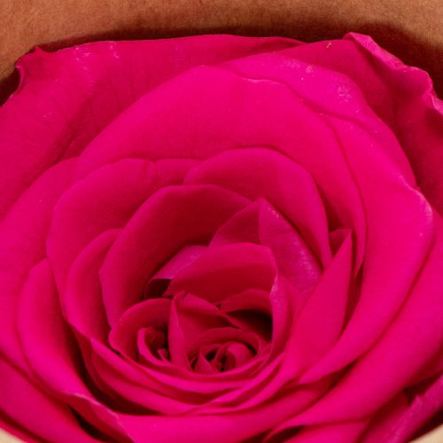 Artikel Konservierte Rosen Deko Echte Blumen für Tischdeko einzigartige und nachhaltige Blüte 5cm 6St