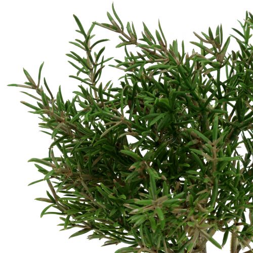 Floristik24 Künstlicher Rosmarinstrauch im Topf 23cm
