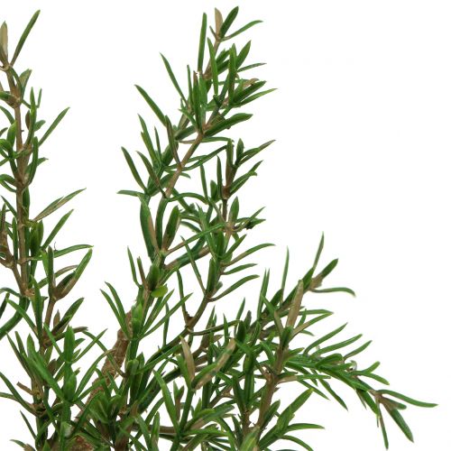 Floristik24 Rosmarinzweig 36cm 3St