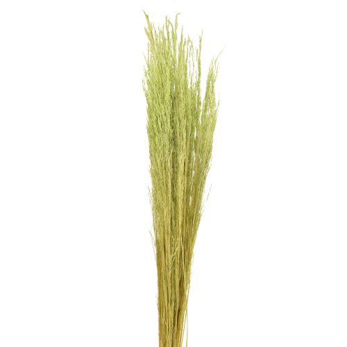 Artikel Straußgras Agrostis Capillaris Trockengräser Grün 65cm 80g