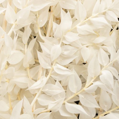 Artikel Ruscus Zweige Dekozweige Trockenblumen gebleicht 10 St