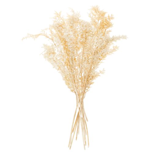 Ruscus getrocknet Dekozweig Ruscus gebleicht 200g | Floristik24.at