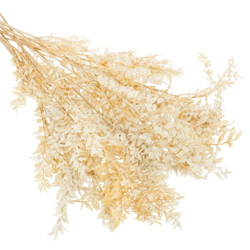 Ruscus getrocknet Dekozweig Ruscus gebleicht 200g | Floristik24.at