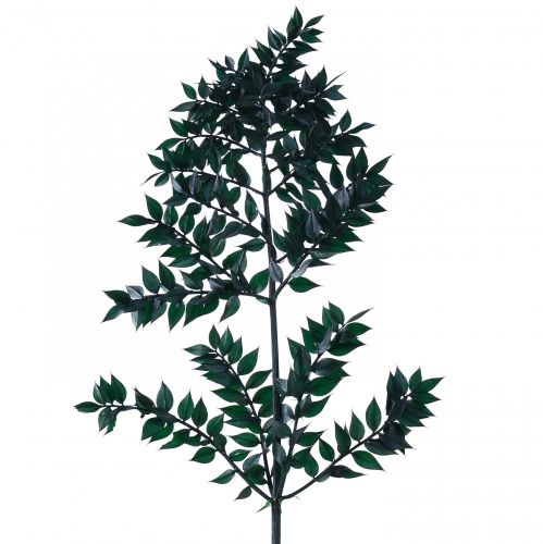 Floristik24 Ruscus Grün Deko Zweige Dunkelgrün 75-95cm 1kg