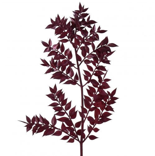 Floristik24 Ruscus Rot Deko Zweige getrocknet Dunkelrot 75-95cm 1kg