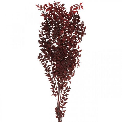 Floristik24 Getrockneter Ruscus, Trockenfloristik, Dornmyrte Rot L58cm 30g