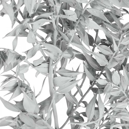 Artikel Ruscus-Zweige, Mäusedorn, Trockenpflanze Weiß gewaschen L58cm 80g