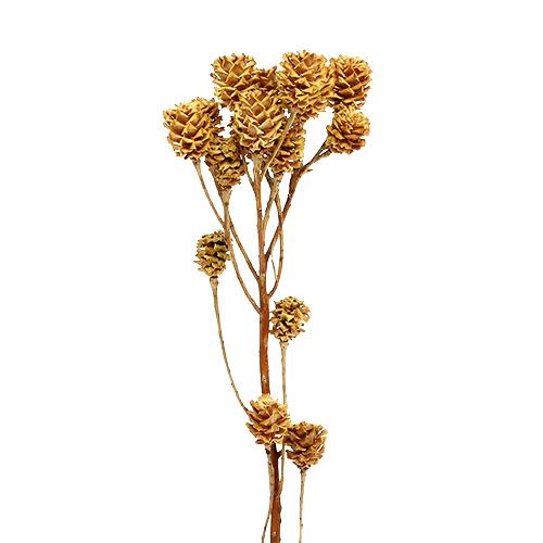 Artikel Salignum Zweig Hell Leucadendron Blüten am Zweig 25 St