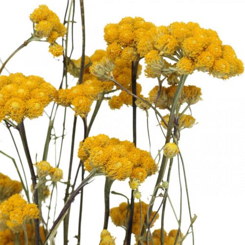 Floristik24 Bund Currystrauch, Trockenblume Gelb, Sonnengold, Italienische Strohblume L58cm 45g