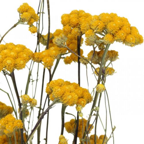 Artikel Bund Currystrauch, Trockenblume Gelb, Sonnengold, Italienische Strohblume L58cm 45g