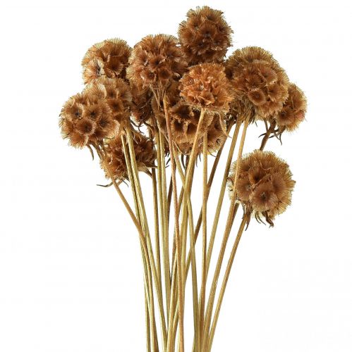 Floristik24 Scabiosa getrocknet Natur Skabiose Trockenblumen H50cm 100g