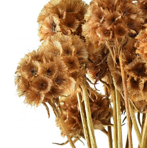 Artikel Scabiosa getrocknet Natur Skabiose Trockenblumen H50cm 100g