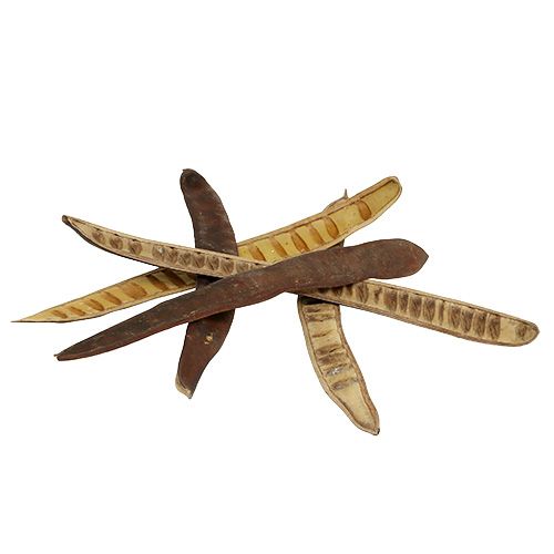 Artikel Scalettaschote Natur 25cm - 50cm 25 St