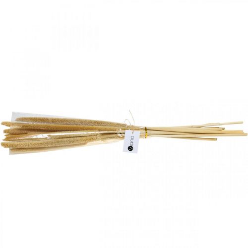 Floristik24 Schilfkolben Deko Schilfgras getrocknet Natur H60cm Bund