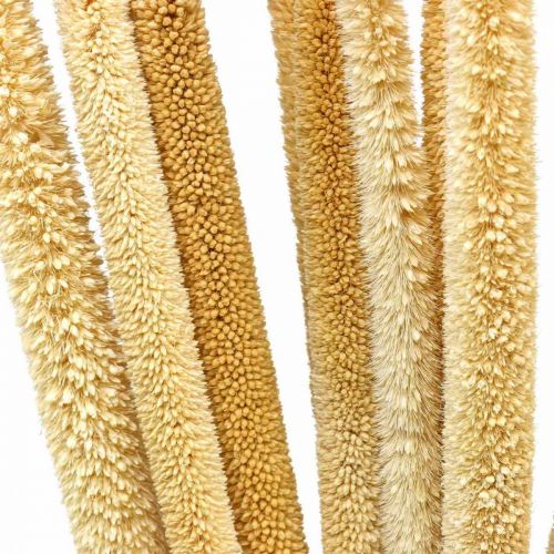 Floristik24 Schilfkolben Deko Schilfgras getrocknet Natur H60cm Bund