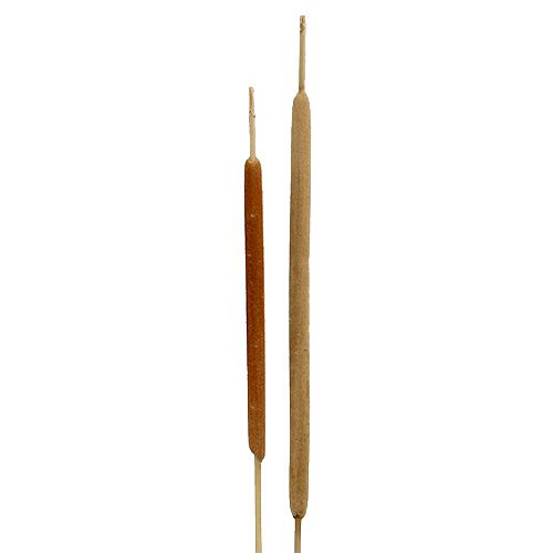 Artikel Schilfkolben Mix Natur Deko Schilf 70cm 100 St