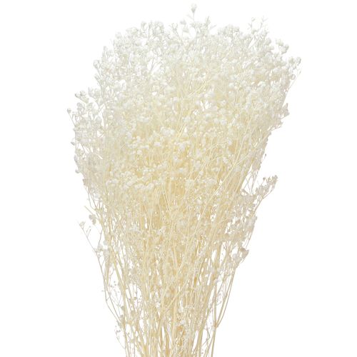 Floristik24 Schleierkraut Weiß Trockengräser Deko Creme 65-70cm 100g