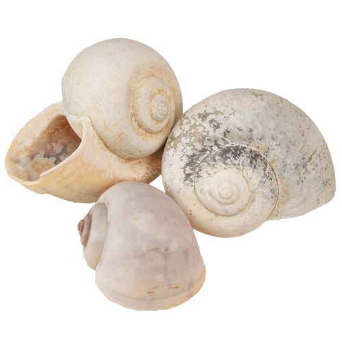 Floristik24 Schnecken Deko Schneckenhäuser Natur Landschnecke leer 500g