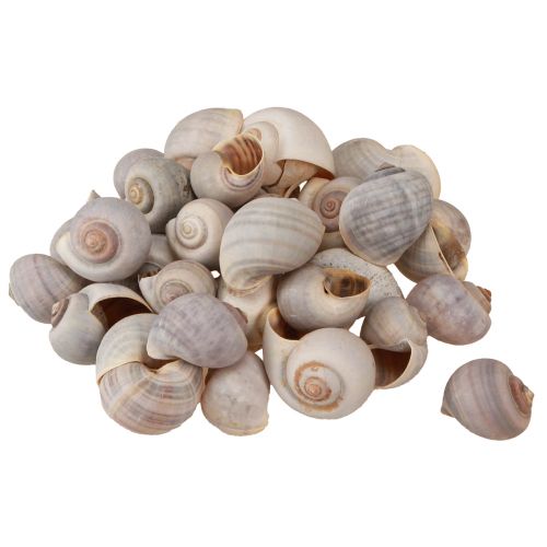Floristik24 Schnecken Deko Schneckenhäuser Natur Landschnecke leer 500g