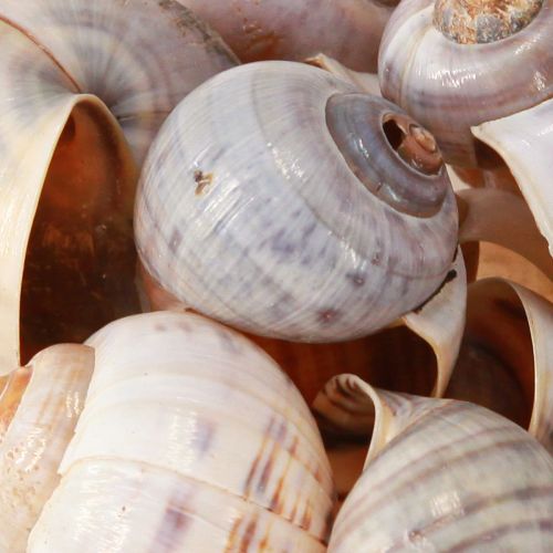 Artikel Schneckenhäuser Natur 1kg