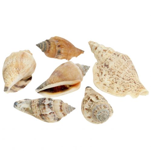 Floristik24 Schneckenhäuser Natur 815g
