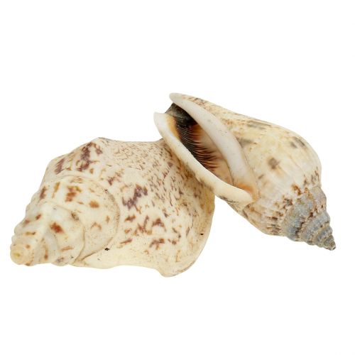 Floristik24 Schneckenhäuser Natur 815g